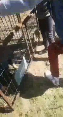 Imagini dure cu un copil băgat într-o cuşcă metalică, la o şcoală din judeţul Bacău. Poliţia anunţă că trei colegi ai băiatului sunt cercetaţi penal în acest caz - VIDEO
