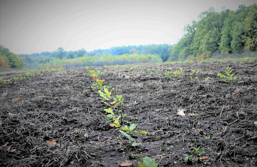 Romsilva anunţă că va planta circa 20 de milioane de puieţi forestieri şi va regenera peste 9.000 de hectare fond forestier în campania de împăduriri de primăvară