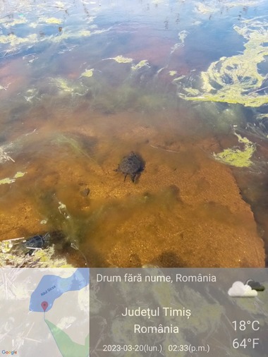 Trei broaşte ţestoase dintr-o specie vulnerabilă, salvate de Garda de Mediu Timiş - FOTO