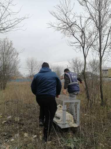 ASPA, după ce a capturat trei căini din zona străzilor Drumul Ghindari şi Ghidigeni: Este necesară o intervenţie mai susţinută a autorităţilor publice locale / Instituţia cere sancţiuni

