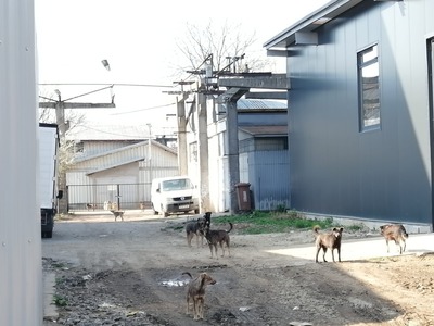 ASPA anunţă că 14 câini au fost capturaţi în două acţiuni din Sectorul 3 / 9 animale puteai ueşi cu uşurinţă de pe o proprietate neîngrădită

