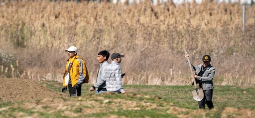Cetăţeni vietnamezi la vânătoare de popândăi, în Timişoara/ Prindeau animalele protejate de lege pentru a le mânca/ Poliţia face cercetări - FOTO