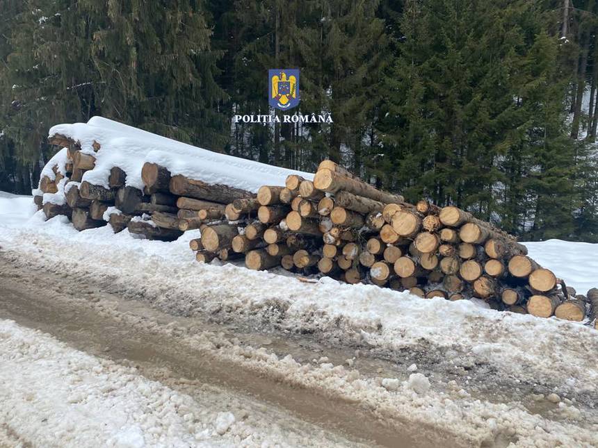 Controlale ale Poliţiei Române, împreună cu reprezentanţii Gărzii Forestiere Suceava, la operatori economici din Vatra Dornei şi Câmpulung Moldovenesc / S-au dat amenzi de zeci de mii de lei şi s-a dispus confiscarea materialului lemnos