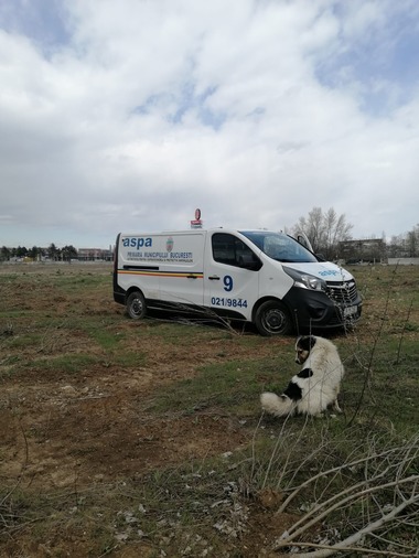 Peste 200 de proprietari de animale din Bucureşti, amendaţi de la începutul anului / 140 de sancţiuni, pentru animale nesterilizate şi fără cip / Amenzi pentru animale lăsate nesupravegheate

