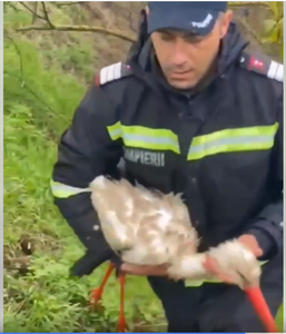 Tulcea: Pompierii au intervenit pentru salvarea unei berze care avea un ambalaj înfăşurat în jurul gâtului - VIDEO

