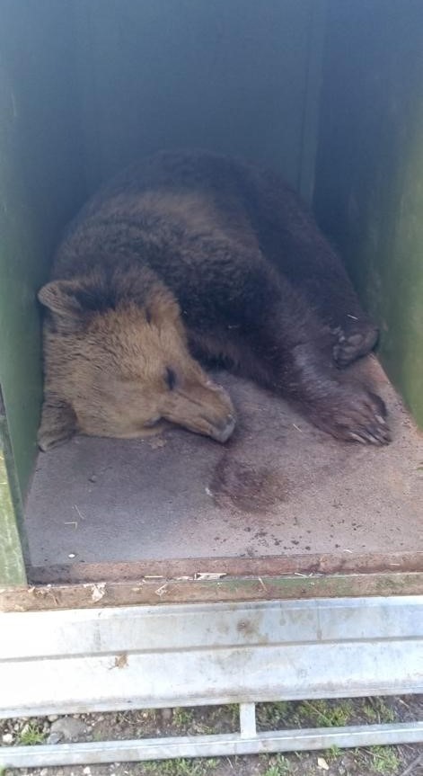 Cel de-al treilea urs care cobora frecvent în zona Grădinii Zoologice din Târgu Mureş a fost prins, urmând să fie relocat