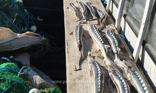 Poliţiştii de frontieră au descoperit aproape 300 de kilograme de peşte pescuit ilegal în Delta Dunării / 29 de exemplare de sturion au fost redate mediului natural - FOTO, VIDEO