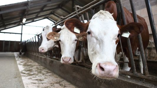 UPDATE - Asociaţia Forţa Fermierilor: Procesatorii şi retailerii vor să arunce scăderea preţului la lapte, în totalitate, exclusiv pe umerii crescătorilor de vaci / Mecanismul de reducere a preţului este şi prost gândit şi aplicat