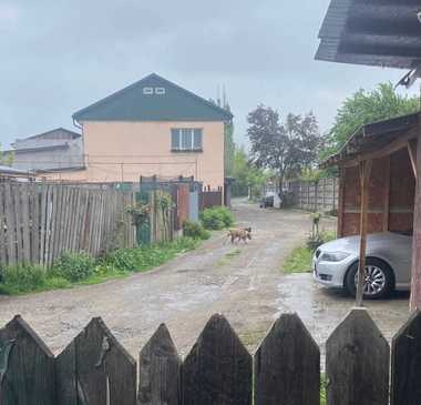 Bucureşti – Doi câini din rasa Amstaff, capturaţi de ASPA din Sectorul 1 / Aceştia nu au microcip, iar proprietarul nu a fost încă identificat