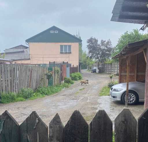 Bucureşti – Doi câini din rasa Amstaff, capturaţi de ASPA din Sectorul 1 / Aceştia nu au microcip, iar proprietarul nu a fost încă identificat