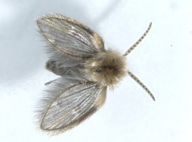 Două noi specii de insecte, identificate pentru prima dată în România în rezervaţia Dunele Marine - Agigea/ E vorba despre musculiţe ce nu depăşesc trei milimetri lungime şi care trăiesc în preajma aşezărilor omeneşti / Una dintre ele e specie invazivă 
