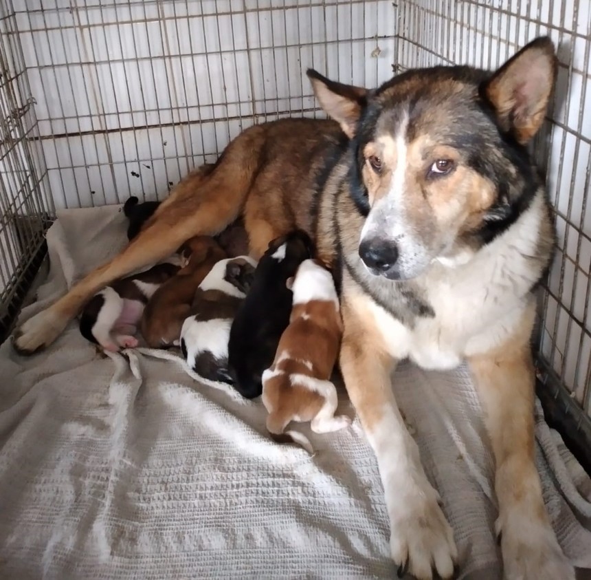 Peste 60 de câini, capturaţi în Bucureşti într-o singură săptămână, mai mult de jumătate fiind pui

