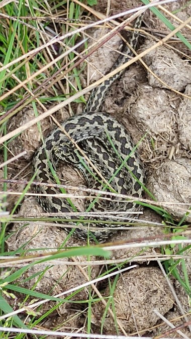 Zeci de vipere au fost observate de specialişti în zona Perişor-Periteaşca din Delta Dunării / Zona se impune protejată 