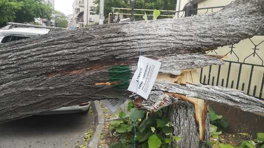 Radu Mihaiu, după ce mai mulţi pomi din Capitală au căzut: Îi cer primarului general, încă o dată, să elibereze avizele de defrişare. Avem 1.624 solicitări şi toţi aceşti copaci periculoşi cad, rând pe rând, la fiecare furtună