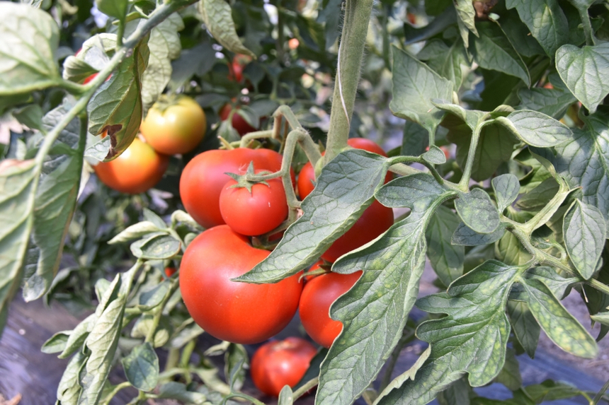 Scandalul produselor toxice utilizate pentru a forţa coacerea legumelor – Analizele procurorilor buzoieni arată că, la tomate, cantitatea folosită nu pune în pericol sănătatea populaţiei, în schimb castraveţii trebuie retraşi de la comercializare