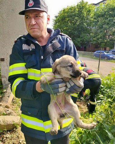 Patru căţeluşi, salvaţi de pompierii din Hunedoara, după ce au căzut într-un canal