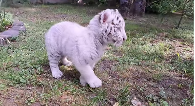 1 iunie la Grădina zoologică din Târgu Mureş - Acces gratuit şi sărbătorirea Zilei de naştere a puilor de leu / Copiii o vor putea întâlni pe Shasha, un pui de tigru bengalez de şase săptămâni - FOTO, VIDEO