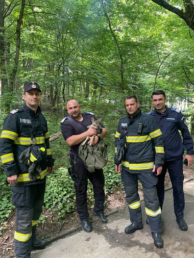 Argeş: Pui de căprioară blocat într-un canal, salvat de către jandarmi, pompieri şi reprezentanţii unei asociaţii a vânătorilor