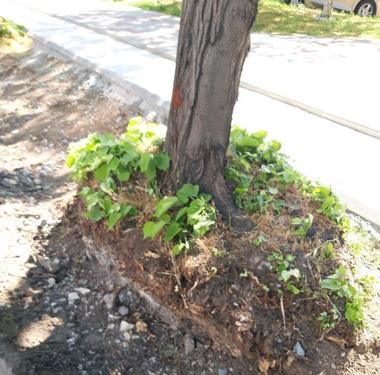 Garda de Mediu a amendat cu 50.000 de lei o firmă care modernizează un bulevard din Constanţa pentru că zeci de arbori au fost afectaţi în urma lucrărilor