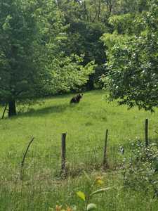 Prahova: Urs fotografiat într-o grădină din localitatea Măneciu. Populaţia, avertizată prin mesaj Ro-Alert
