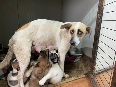 Echipele ASPA au capturat, în luna mai, 183 de câini / ASPA: În fiecare primăvară sunt abandonaţi sute de pui nedoriţi