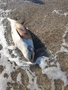 Un pui de delfin a fost găsit mort pe plaja din Mamaia/ Reprezentanţii ONG Mare Nostrum: De la începutul anului au fost găsiţi aproximativ 35 de delfini morţi, în majoritatea cazurilor, după ce s-au prins în plasele de pescuit - FOTO
