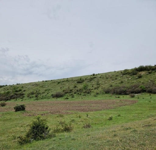 Garda de Mediu a amendat cu 30.000 de lei o primărie din Constanţa pentru că a făcut lucrări agricole într-o zonă protejată, iar acestea au distrus pâlcurile de bujori
