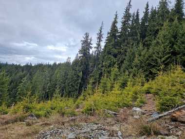 Ministerul Mediului: România va susţine, la Consiliul de Mediu din 20 iunie, noul regulament pentru restaurarea naturii/ Propunerea vizează refacerea ecosistemelor, a habitatelor şi a speciilor din zonele terestre şi maritime ale UE