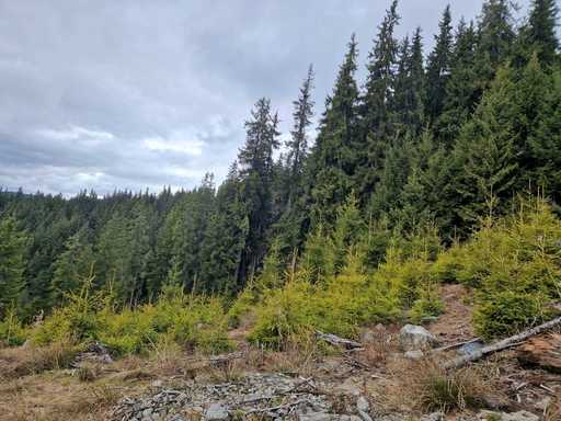 Ministerul Mediului: România va susţine, la Consiliul de Mediu din 20 iunie, noul regulament pentru restaurarea naturii/ Propunerea vizează refacerea ecosistemelor, a habitatelor şi a speciilor din zonele terestre şi maritime ale UE