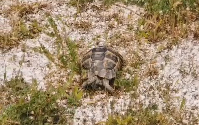 Broască ţestoasă dobrogeană, deţinută ilegal de un constănţean, eliberată din captivitate şi redată mediului natural - VIDEO