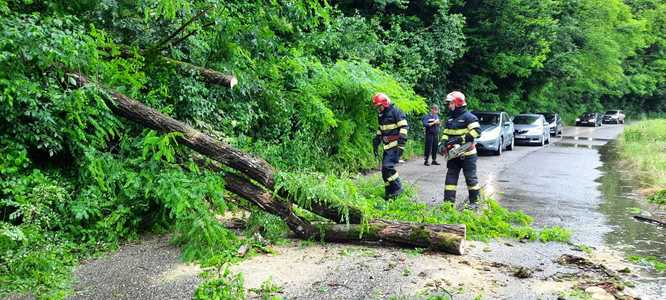 Copac căzut pe un drum judeţean din Hunedoara / A blocat ambele sensuri de mers
