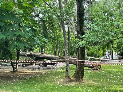 O femeie a fost rănită, după căderea unui copac în parcul IOR din Capitală / Când a ajuns ambulanţa la faţa locului, ea era conştientă / A fost transportată la un spital din Capitală - FOTO
