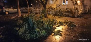 Furtună în Capitală - Circulaţia tramvaielor pe Şoseaua Progresului, blocată din cauza unor crengi căzute peste reţeaua electrică / Peste 7.000 de cereri în Sectorul 5 pentru toaletarea copacilor uscaţi / Apel către primarul general

