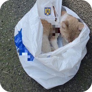 Caraş-Severin: Femeie amendată cu 12.000 de lei, după ce a abandonat o pisică rănită, într-o pungă de plastic - FOTO
