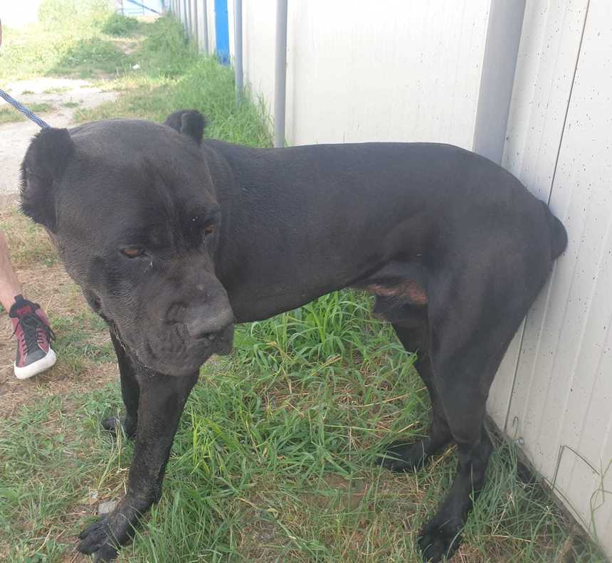 Câine din rasa Cane Corso, capturat din Sectorul 6 de echipajele ASPA / Animalul fugise dintr-o curte, fiind prins la mai mult de 2 kilometri distanţă

