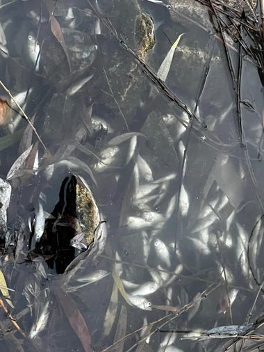 ONG, după ce mii de peşti au murit într-un lac din Cluj-Napoca: Lipseşte aportul de apă proaspătă şi oxigenată în lac. Primăria a avizat şi permis construirea unor blocuri aproape lipite de lac - FOTO