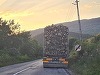 TIR-ul din care un buştean a căzut şi a trecut prin parbrizul unui autoturism transporta cu peste 9 metri cubi de lemn mai mult decât cantitatea trecută în acte - FOTO