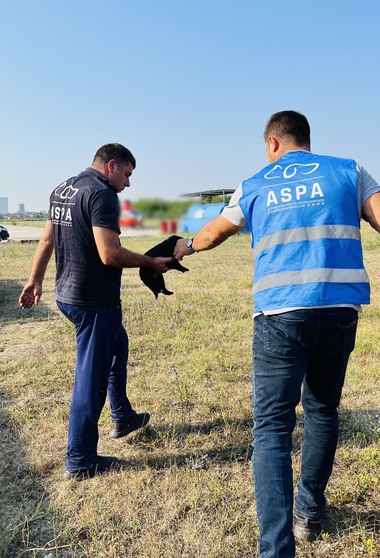 ASPA: 500 de pui de câine au fost ridicaţi în primele 7 luni ale anului 2023 de pe străzile din Bucureşti / Unul dintre indicatori că numărul de femele nesterilizate este mare

