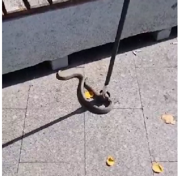 Şarpe îndepărtat de jandarmi dintr-un parc din Galaţi / Mai multe persoane au cerut ajutor la 112, întrucât zona era plină de copii - VIDEO