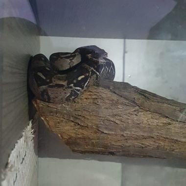 Şarpe boa deţinut ilegal de o persoană din Dâmboviţa, confiscat de Garda de Mediu - FOTO