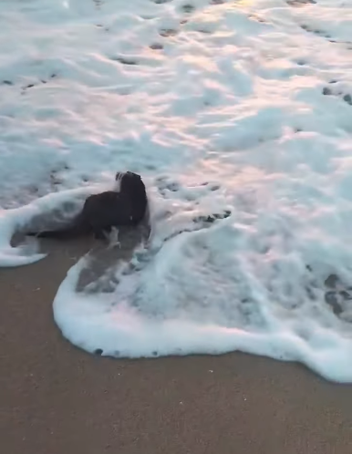 Vidră, surprinsă pe plaja de la Eforie Nord / Vidra a devenit repede vedetă printre turişti - VIDEO