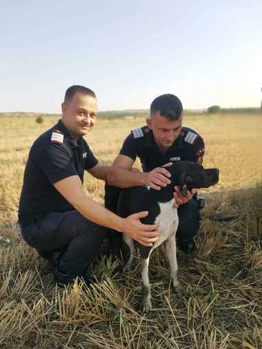 Giurgiu: Pompierii au salvat o căţelusă care căzuse într-o fântână dezafectată, la o adâncime de 12 metri şi care a stat acolo peste 12 ore