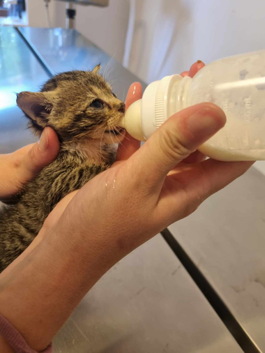 Galaţi - Bărbat amendat după ce a abandonat un pisoi de 3 săptămâni într-o pungă agăţată de oglinda retrovizoare a unei ambulanţe veterinare - FOTO