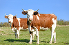 DSP Mureş: Doi bărbaţi care au participat la sacraficarea unei bovine, suspectaţi de infecţia cu Bacillus anthracis / Rezultatele nu au confirmat infecţia, însă ancheta epidemiologică e continuată