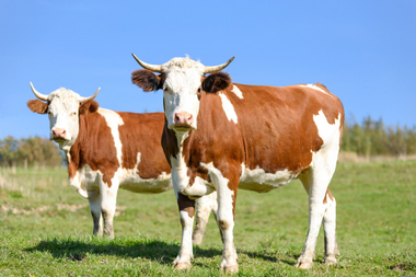 DSP Mureş: Doi bărbaţi care au participat la sacraficarea unei bovine, suspectaţi de infecţia cu Bacillus anthracis / Rezultatele nu au confirmat infecţia, însă ancheta epidemiologică e continuată