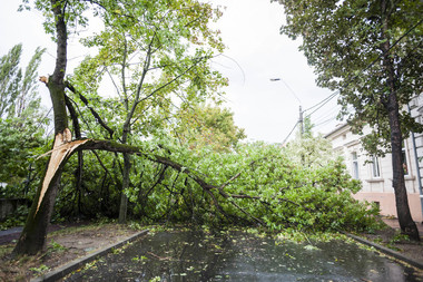 Trafic blocat complet pe DN 15, în judeţul Harghita, după ce mai mulţi arbori au fost doborâţi de vânt pe şosea