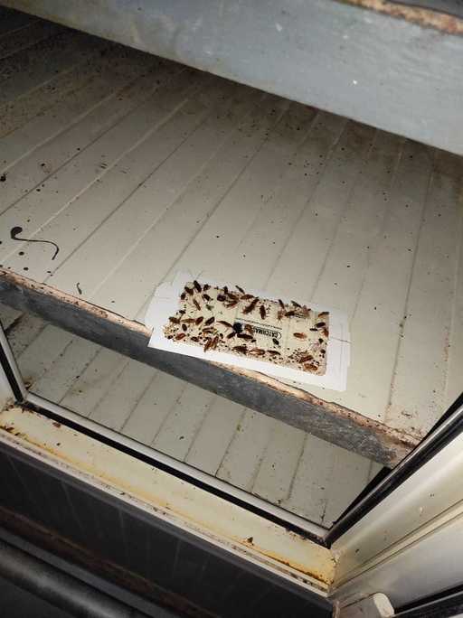 Două fabrici de pâine din Giurgiu au fost închise de ANPC, după ce comisarii au găsit mizerie, gândaci, produse expirate sau ţinute la temperaturi ridicate. Au fost date amenzi de 45.000 de lei - FOTO, VIDEO