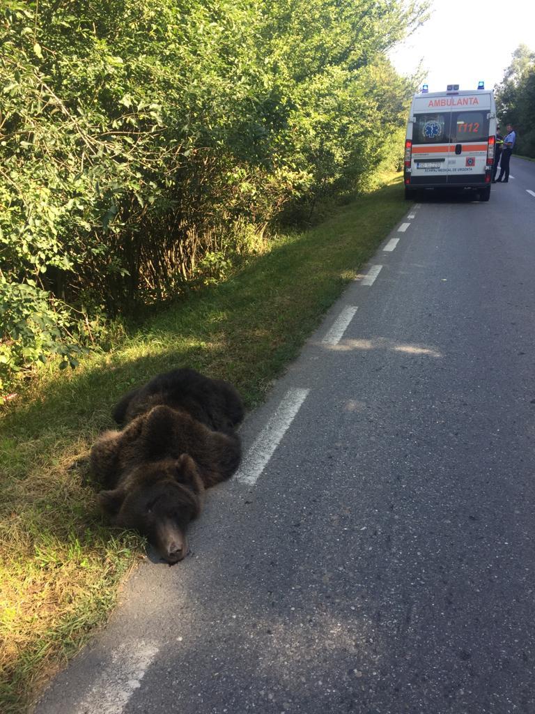 Sibiu: Un urs a murit, după ce a fost lovit de o maşină / Şoferul de 29 de ani a suferit un traumatism toracic şi un atac de panică, însă a refuzat transportarea la spital