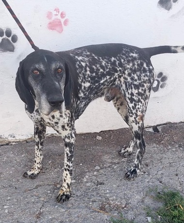UPDATE - Două persoane din Bucureşti, atacate de un metis de Brac în Sectorul 6 / Câinele, care are proprietar, a fost prins de echipajele ASPA / Precizările poliţiştilor - FOTO