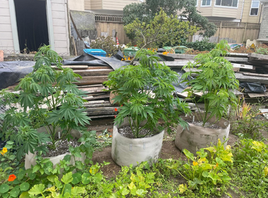 Poliţiştii au ridicat  1,2 kilograme de canabis şi peste 7,6 kilograme de alte tipuri de droguri, în perioada 15-28 septembrie / Au fost efectuate 485 de percheziţii domiciliare şi reţinute 155 de persoane